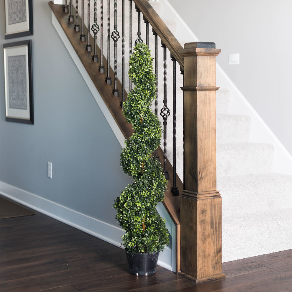 4' Boxwood Spiral In Pot (Uv)