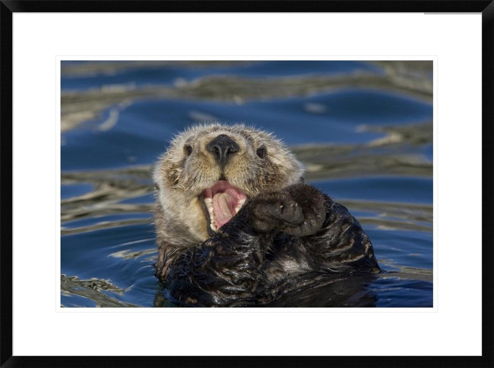 "Sea Otter yawning, Monterey Bay, California"  by Suzi Eszterhas, 32x24"