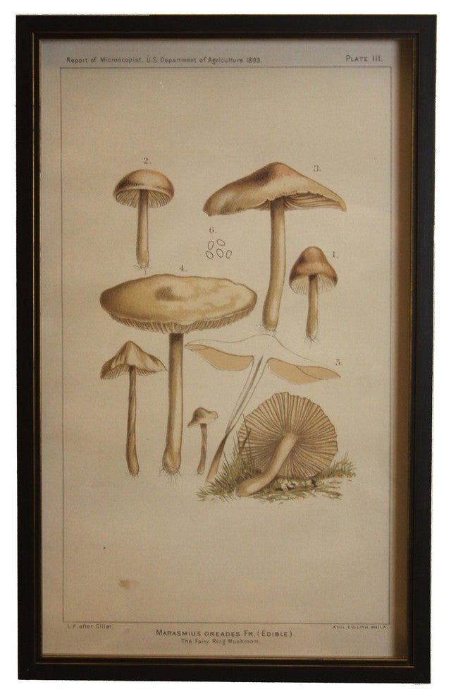 Brown Mushrooms, Copper And Black Shadowbox