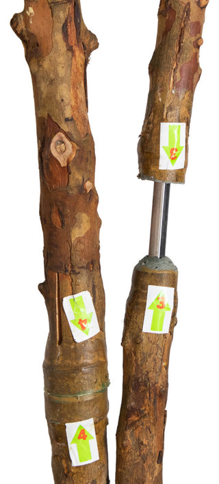 Close-up trunk section with labeling on white background.