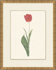 Spring Tulip 6, Giclee Reproduction Artwork