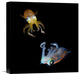 "Sea Jewels" Stretched Canvas Giclee by Andrey Narchuk, 15x16"