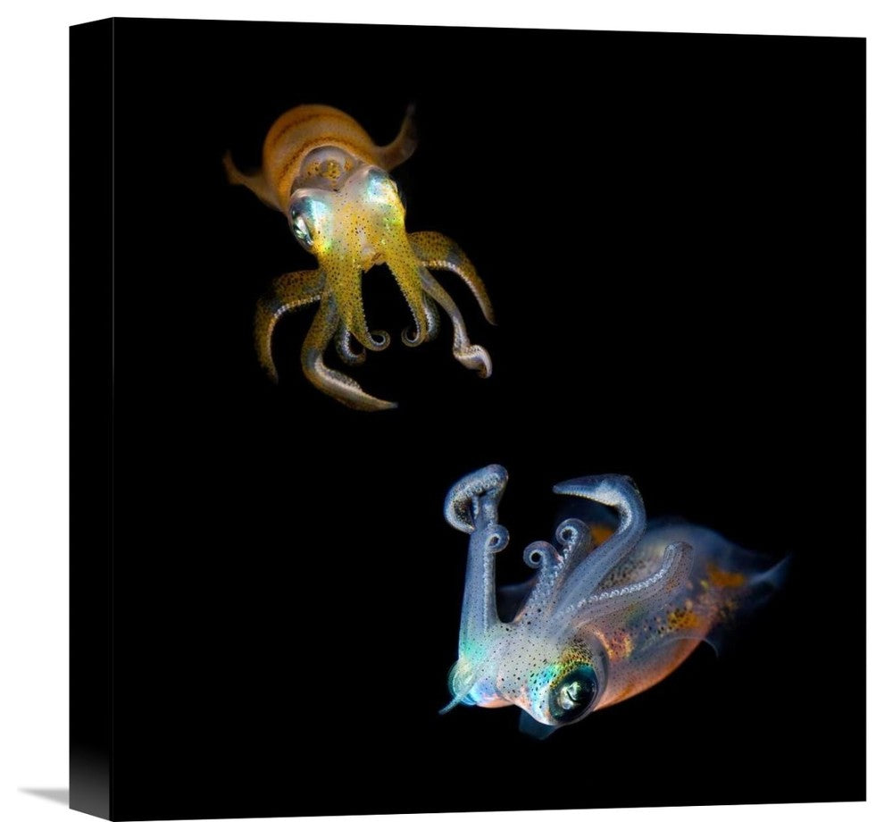 "Sea Jewels" Stretched Canvas Giclee by Andrey Narchuk, 15x16"