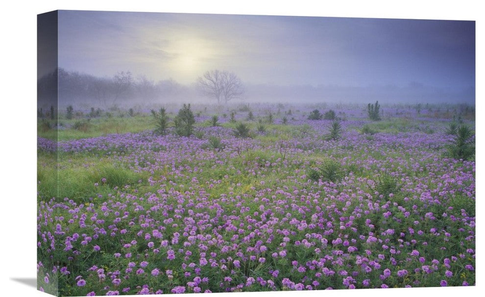 "Sand Verbena Flower Field At Sunrise In Fog, Hill Country, Texas" Artwork