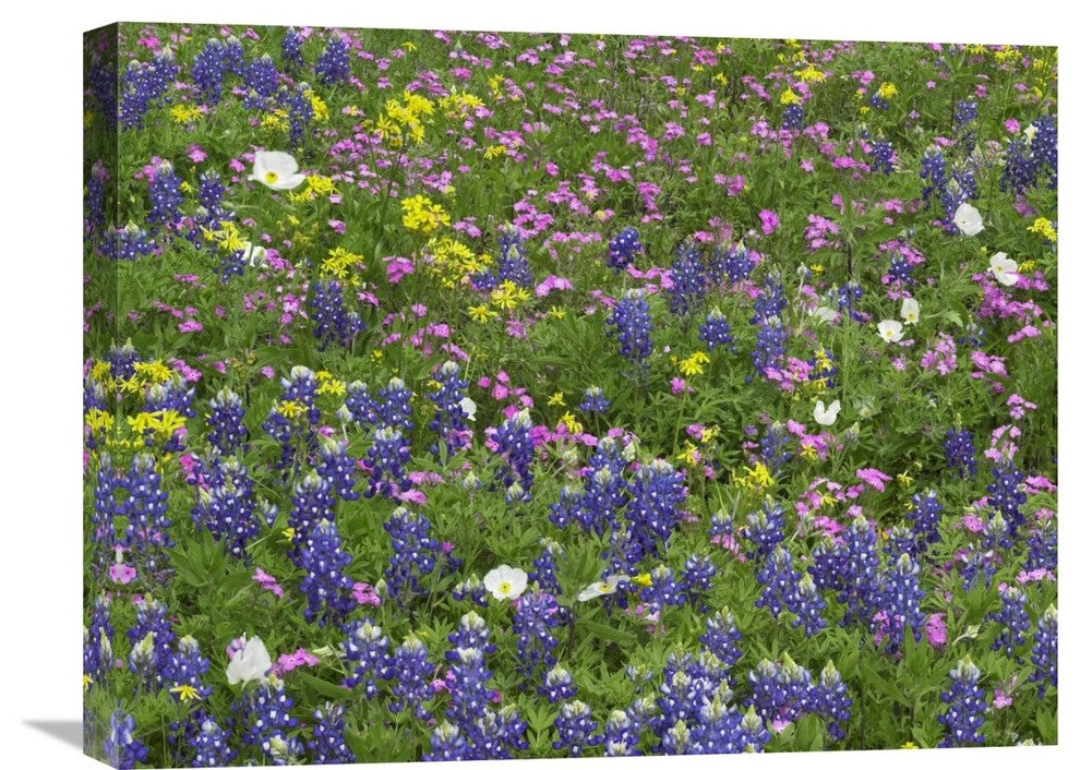 "Sand Bluebonnet Flowers, Hill Country, Texas" Artwork, 24" x 18"