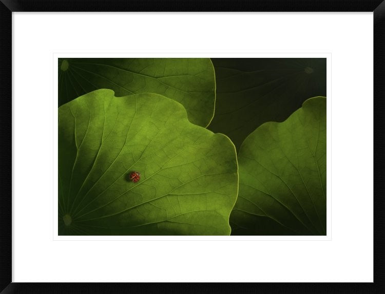 "Wanderlust" Framed Digital Print by Heather Bonadio, 26"x20"