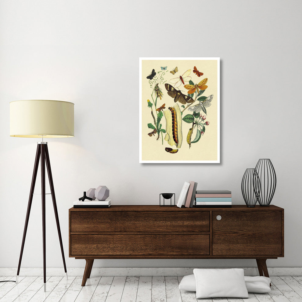 "Moths: C. Ligniperda, Z. Aesculi, et al." Paper Print by W. F. Kirby, 32"x42"