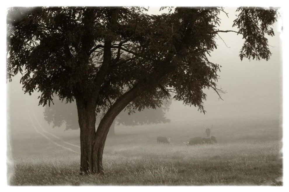"Calm Mist" Digital Paper Print by Debra Van Swearingen, 38"x26"