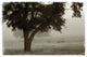 "Calm Mist" Digital Paper Print by Debra Van Swearingen, 38"x26"