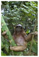 "Brown-throated 3-toed Sloth male, Aviarios Sloth Sanctuary" Paper Art, 42"x62"