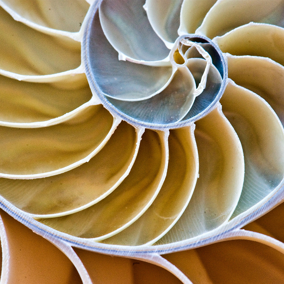 "Chitin" Paper, 48"x24"