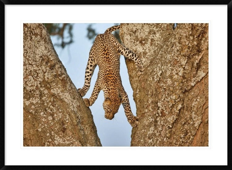 "Upside Down" Framed Digital Print by Alessandro Catta, 38"x28"