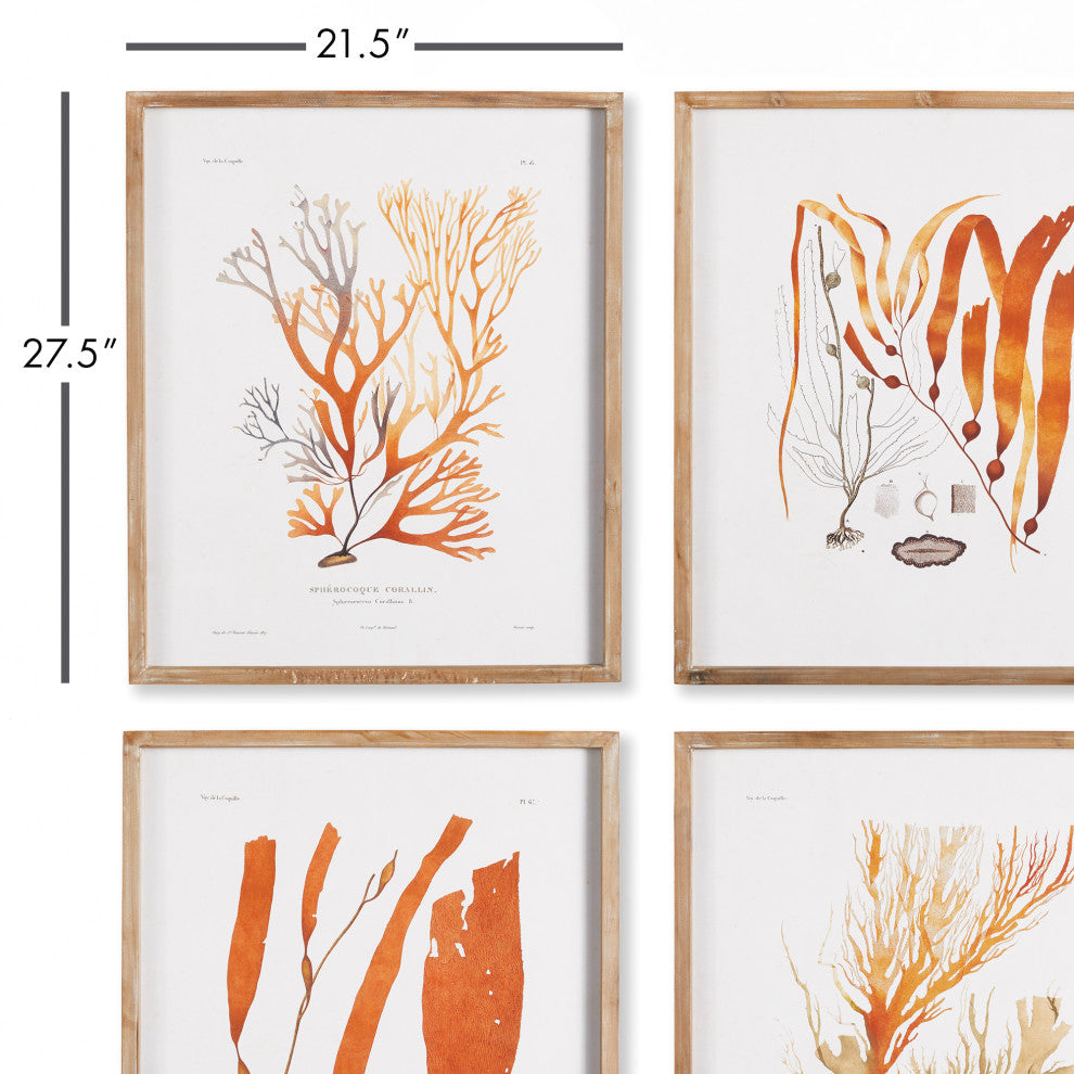 4-Piece Coral Reef Study Set