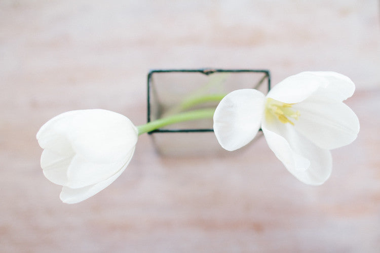 Square Terrarium Wall Vase, Medium, Hookeye