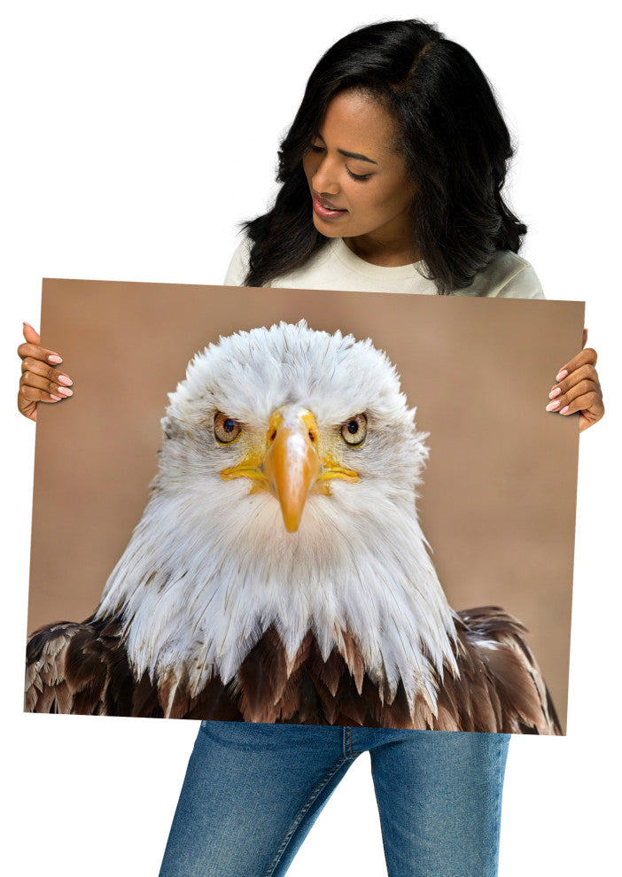 Bald Eagle Portrait Close-up 2 Loose Wall Art Print, 16" X 20"