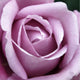 Our Original Collection Beautiful Purple Rose Wall Decal Print