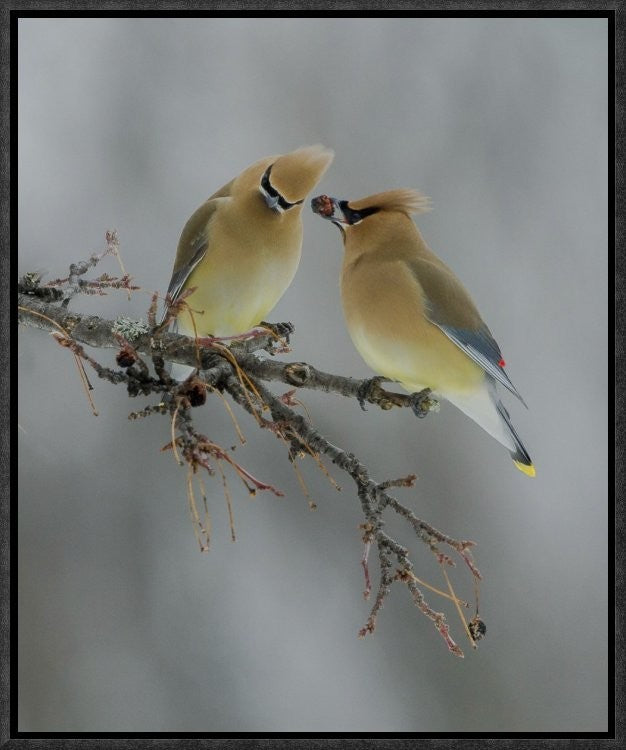 "The Offering" Framed Canvas Giclee by Rick Tomalty, 14x17"