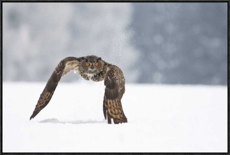 "Eurasian Eagle-Owl" Framed Canvas Giclee by Milan Zygmunt, 37x25"