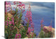"Fireweed Against Flowing Stream, North America" Artwork, 32" x 24"
