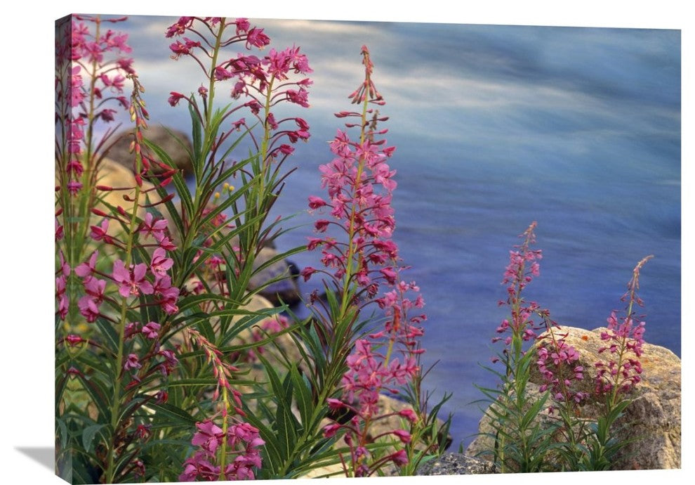 "Fireweed Against Flowing Stream, North America" Artwork, 32" x 24"