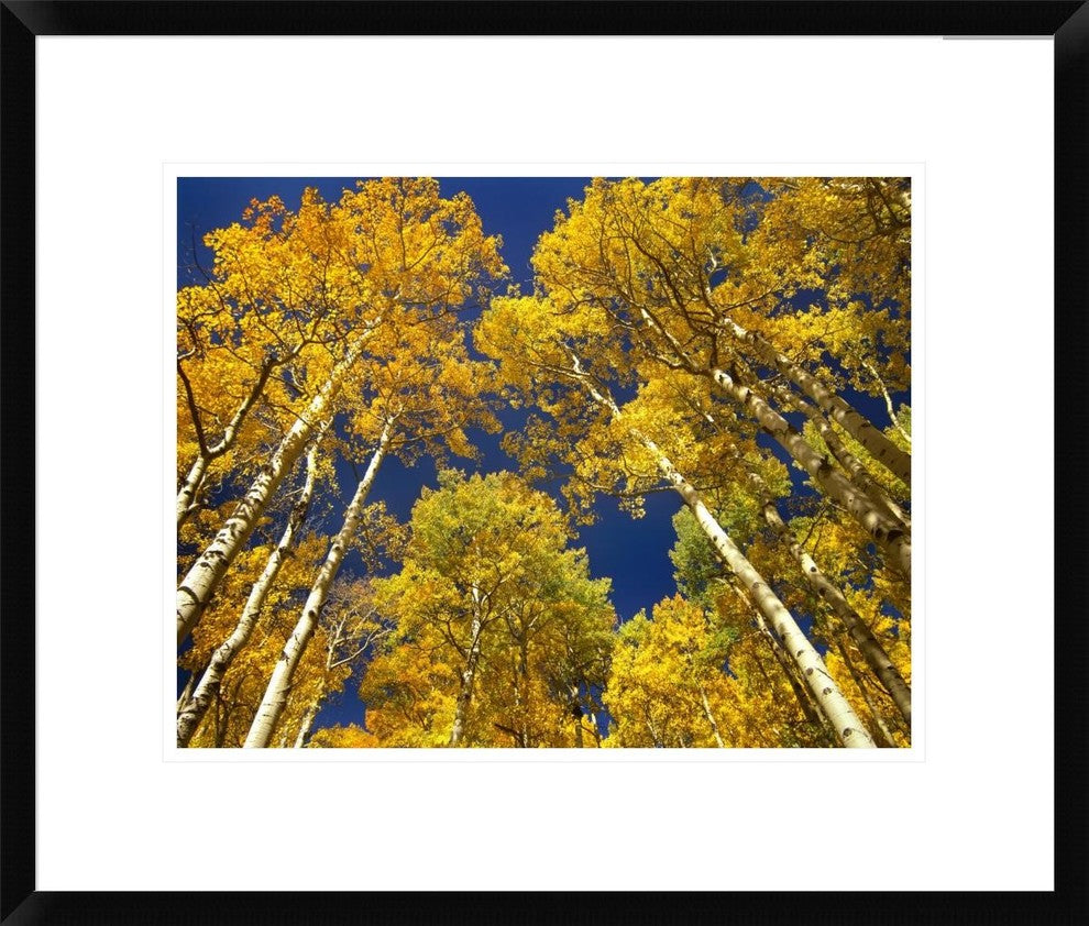 Aspen Grove In Fall Colors, Maroon Bells, Snowmass Wilderness, Colorado, 22"x18"