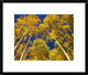Aspen Grove In Fall Colors, Maroon Bells, Snowmass Wilderness, Colorado, 22"x18"