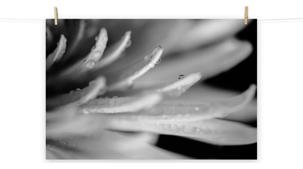Droplets on Petals Black & White Floral Photo Unframed Wall Art Print, 24" X 36"