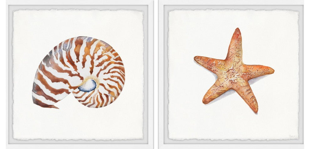 Starry Shell Diptych, 24"x12"