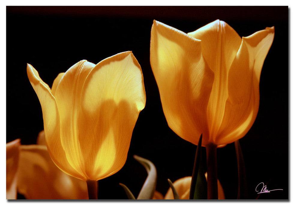 ''Tulips III'' Canvas Art by Martha Guerra