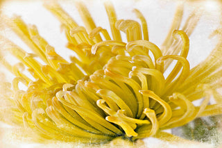 "Chrysanthemum" Painting Print on Canvas by Aryai
