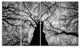 Photo of Winter Branches, Landscape Canvas Art Print, 48"x28", 4 Panels