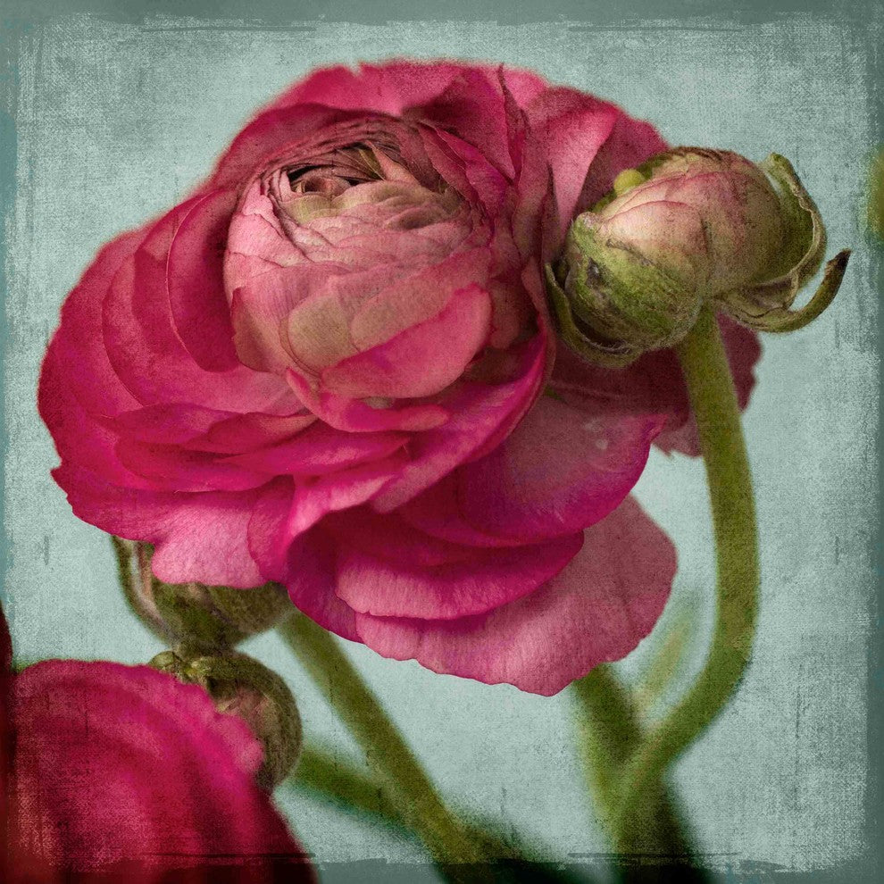 "Red Ranunculus B" Painting Print on Canvas by Stalus