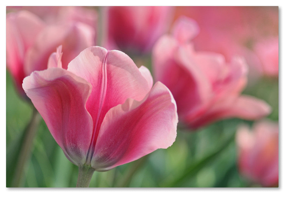 Cora Niele ''Tulip Mirella Pink'' Canvas Art