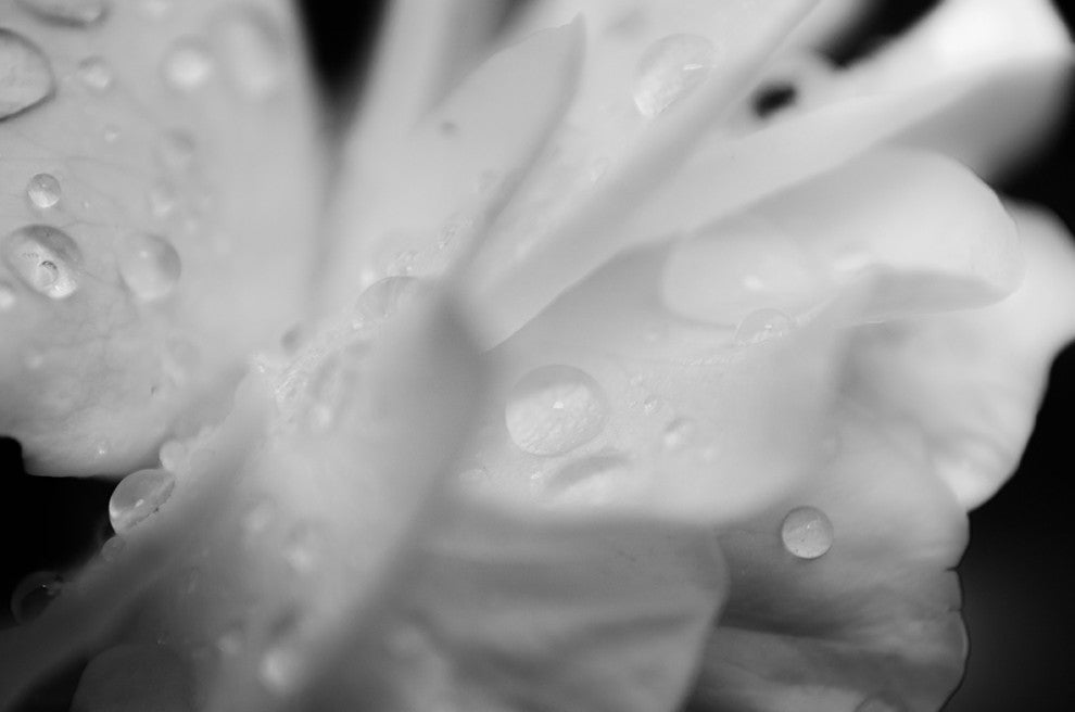 Delicate Rose Petals Floral Black & White Photo Unframed Wall Art Print, 8" X 10"