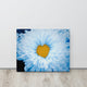 Blue Tinted Chrysanthemums Nature Photo Botanical Floral Canvas Wall Art Print, 16" X 20"