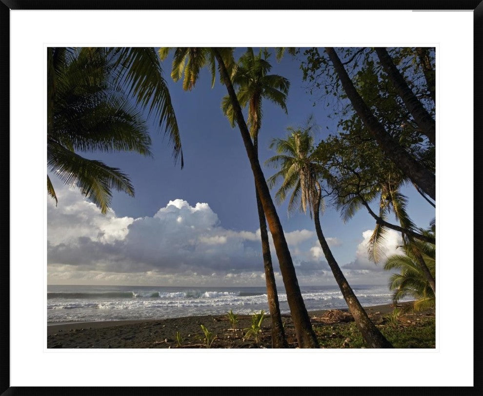 Palm Trees On The Beach Near Marino Ballena National Park, Costa Rica, 38"x30"