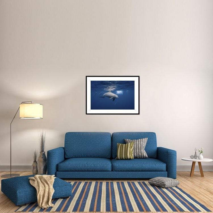"Curious Dolphin" Framed Digital Print by Barathieu Gabriel, 44x32"