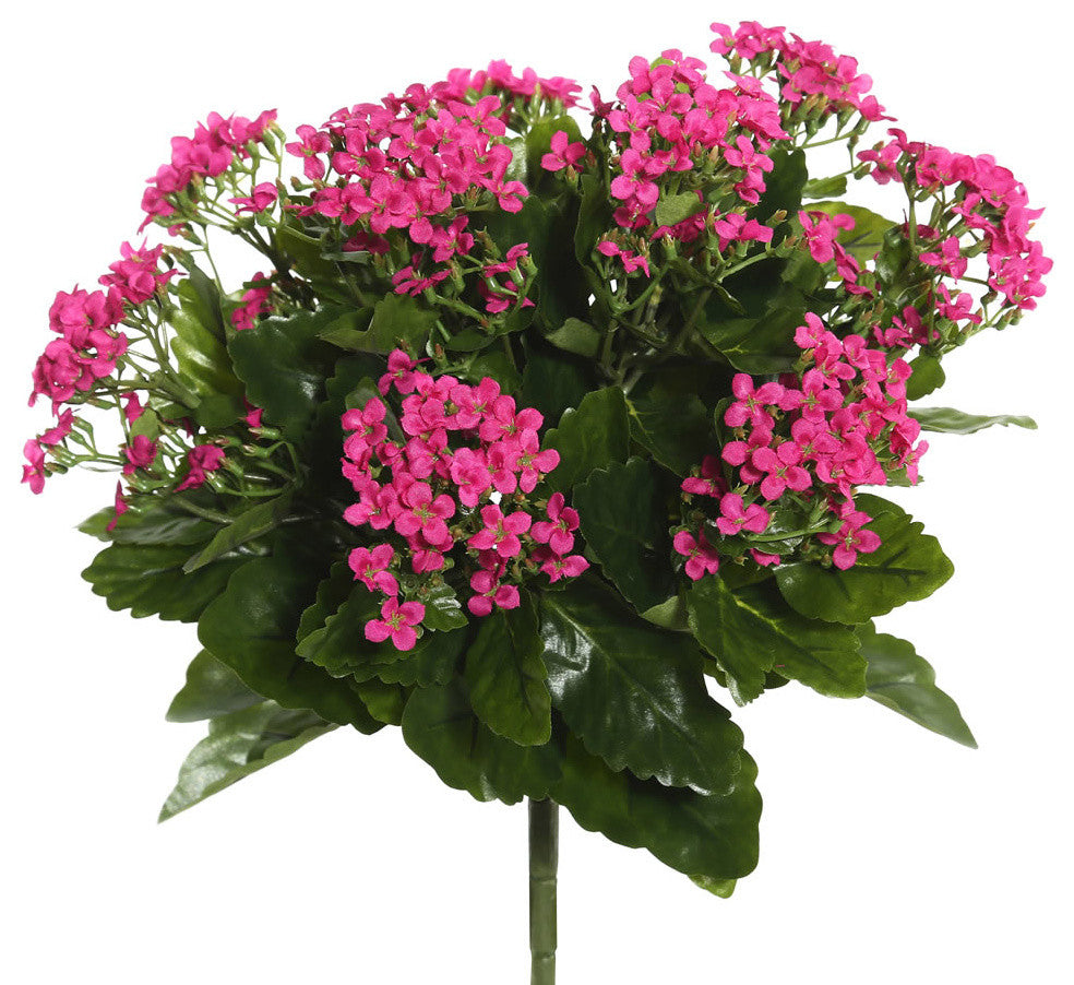 15" Hot Pink Kalanchoe Bush