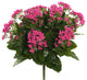 15" Hot Pink Kalanchoe Bush