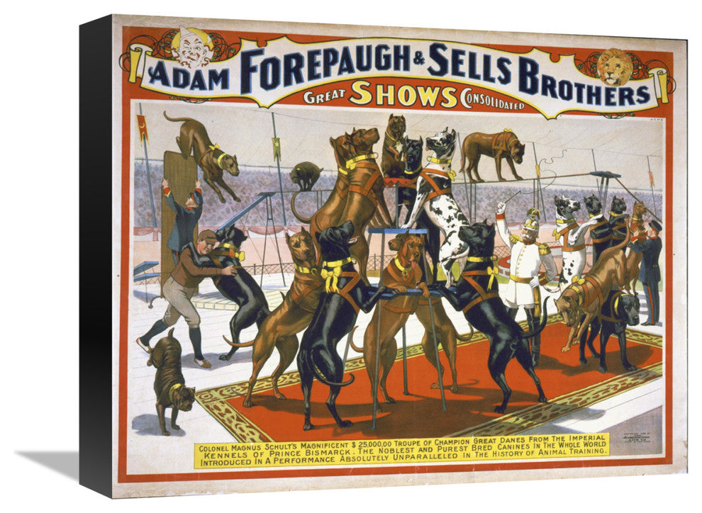 "Adam Forepaugh And Sells Brothers Champion Great Danes" Canvas Giclee, 16"x13"