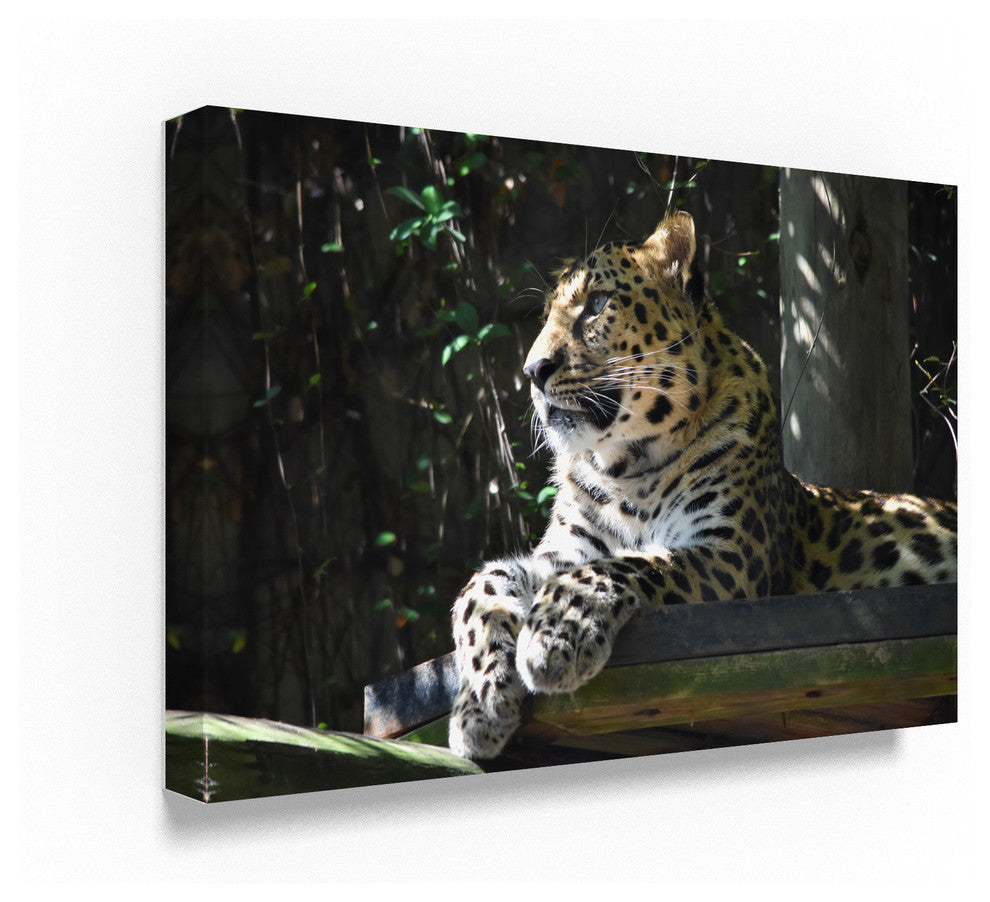 "Leopard" by Robert Michaud, Canvas Art