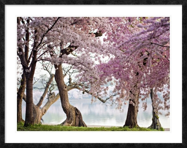 "Cherry trees bloom, Washington, USA" Framed Digital Print by Anonymous, 48x38"