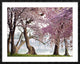 "Cherry trees bloom, Washington, USA" Framed Digital Print by Anonymous, 48x38"
