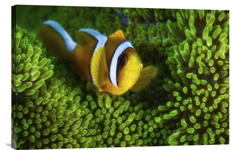 "Yellow Clownfish On Green Anemon" Canvas Giclee by Barathieu Gabriel, 24"x16"