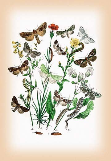 Moths: Dichonia Aprilina, Polia Chi, Et Al- Fine Art Giclee Print 24" x 36"