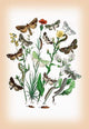 Moths: Dichonia Aprilina, Polia Chi, Et Al- Fine Art Giclee Print 24" x 36"