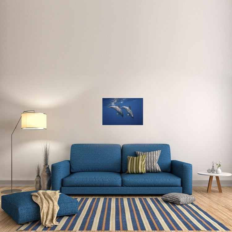 "Two Bottlenose Dolphins" Stretched Canvas Giclee by Barathieu Gabriel, 30"x20"