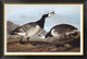 "Barnacle Goose" Framed Canvas Giclee by John James Audubon, 42x29"