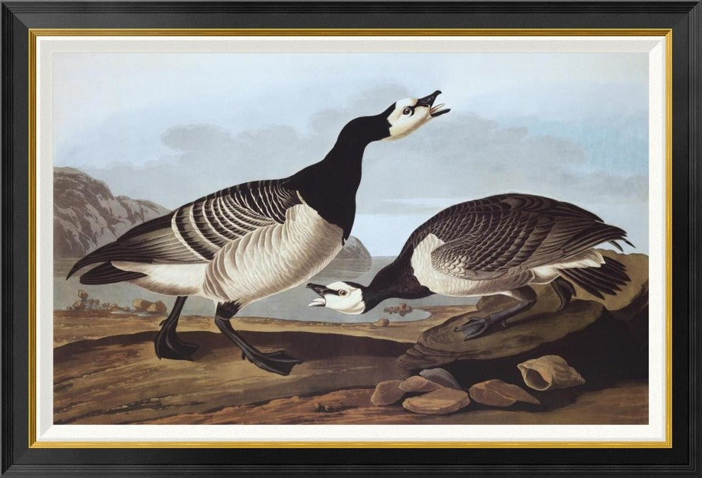 "Barnacle Goose" Framed Canvas Giclee by John James Audubon, 42x29"