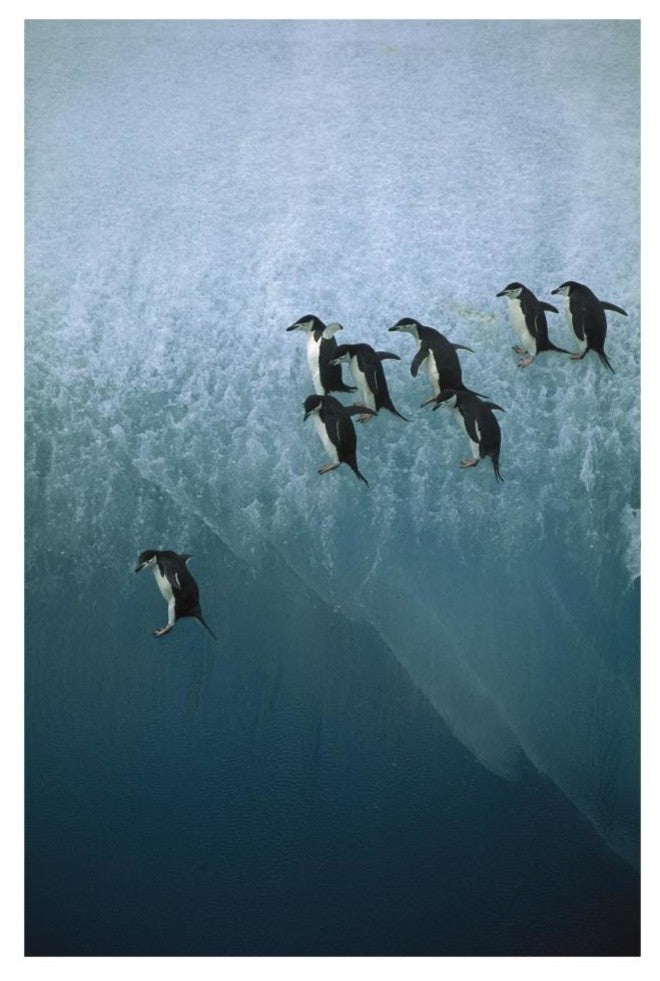 "Chinstrap Penguins jumping off iceberg, Sandwich Islands" Paper Art, 22"x32"